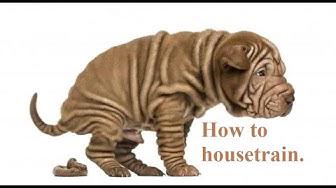 'Video thumbnail for Ask Amy Shojai: How to House Train A Puppy'