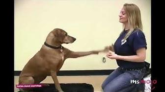 'Video thumbnail for Easy Dog training trick | house-train your dog #dogtrainertip'